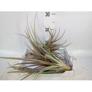 Tillandsia