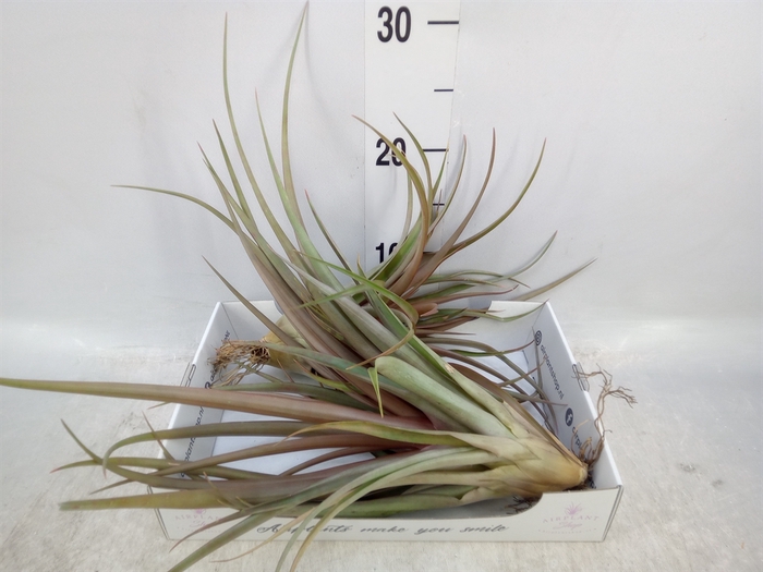 <h4>Tillandsia</h4>