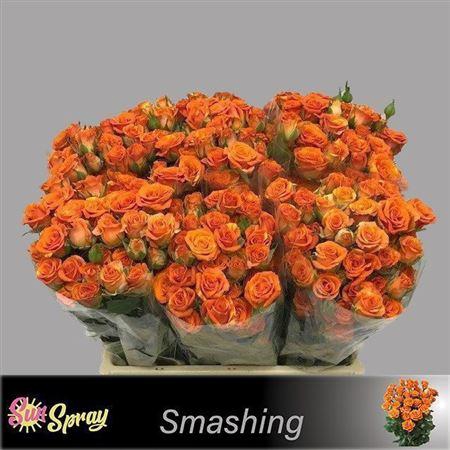 <h4>R Tr Smashing</h4>