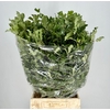 Pittosp Tenuif Green P Bunch