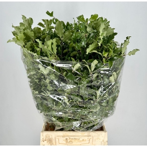 Pittosp Tenuif Green P Bunch