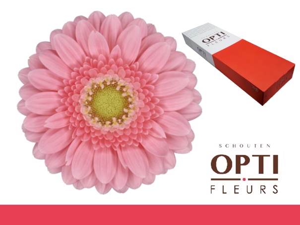 <h4>Germini Juna Doos</h4>