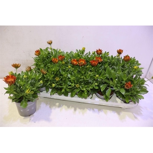 arr8 Osteo Fp Orange