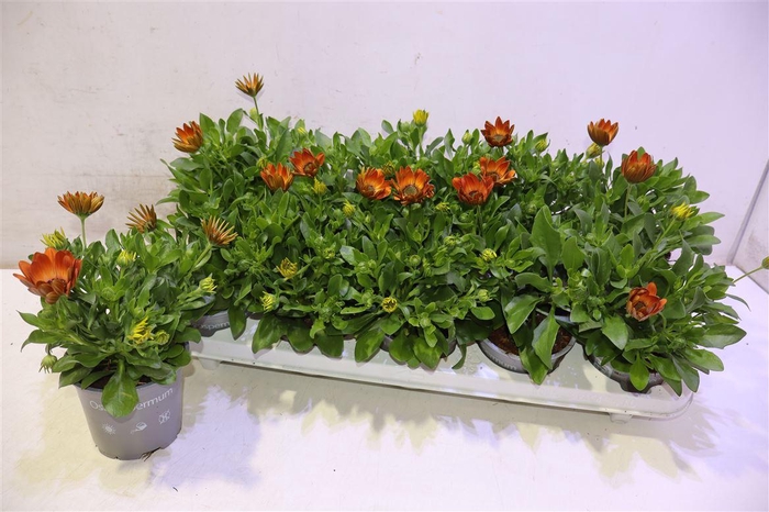 <h4>Osteo Fp Orange</h4>