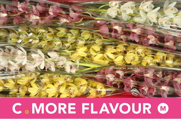 <h4>CYMB MI GEM</h4>