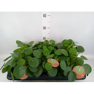 Pilea peperomioides