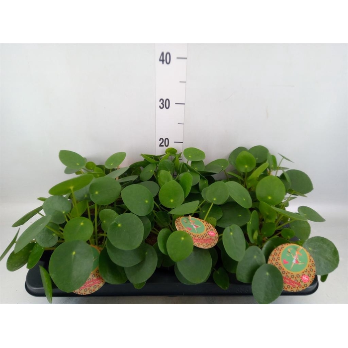 <h4>Pilea peperomioides</h4>