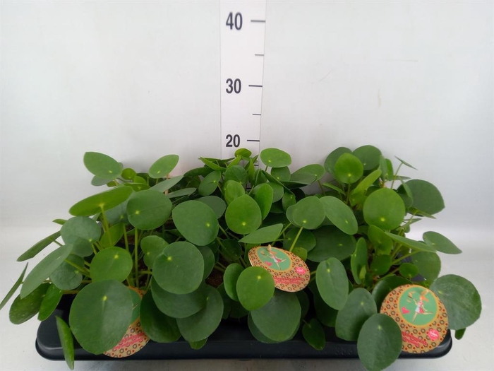 <h4>Pilea peperomioides</h4>