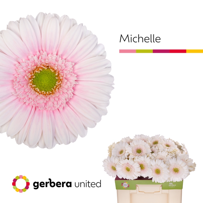 <h4>Gerbera Michelle Water</h4>