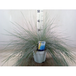 Festuca glauca 'Intens Blue'