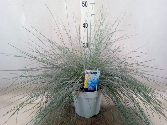 <h4>Festuca glauca 'Intens Blue'</h4>