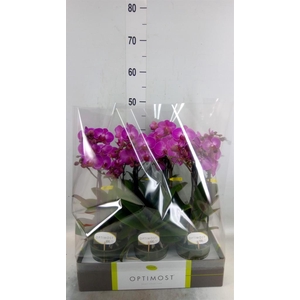 Phalaenopsis multi.   ...lilac