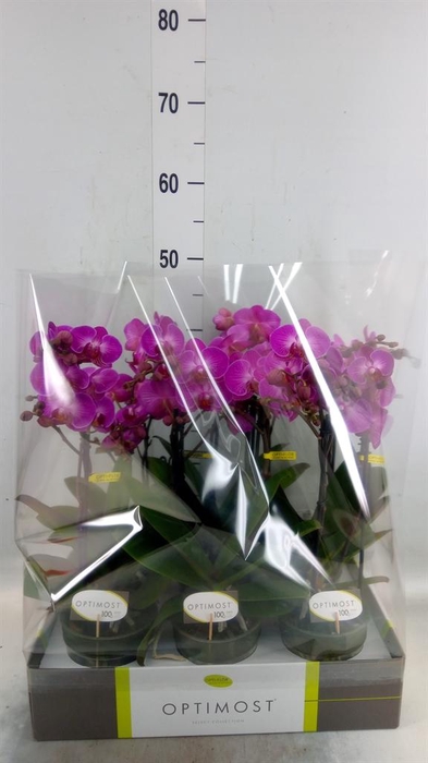 <h4>Phalaenopsis multi.   ...lilac</h4>