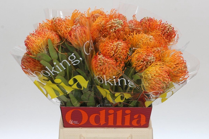 <h4>Nutans Jelena</h4>