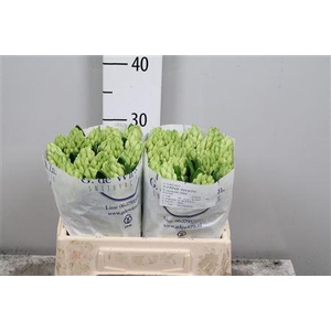Hyac China White