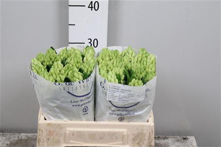 <h4>Hyac China White</h4>