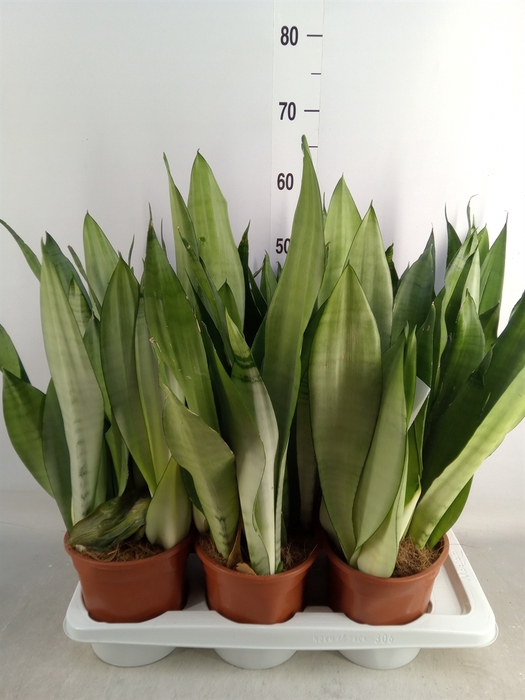 <h4>Sansevieria trifa. 'Moonshine'</h4>