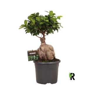 Ficus Mi Overig bonsai Ginseng