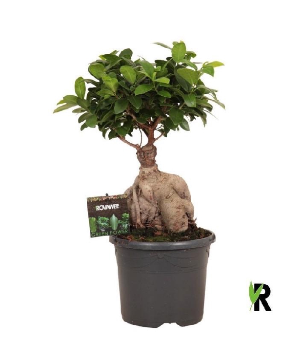 <h4>Ficus Mi Overig bonsai Ginseng</h4>