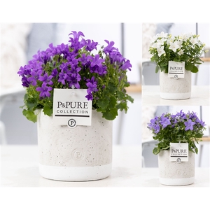 Campanula Mix Pure Jade