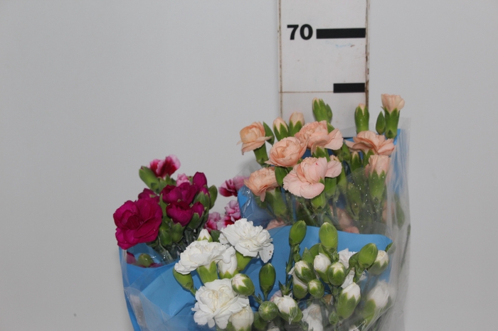 <h4>CRAVO SPRAY VARIADO 060 CM</h4>