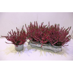 Callu Bl Sabella