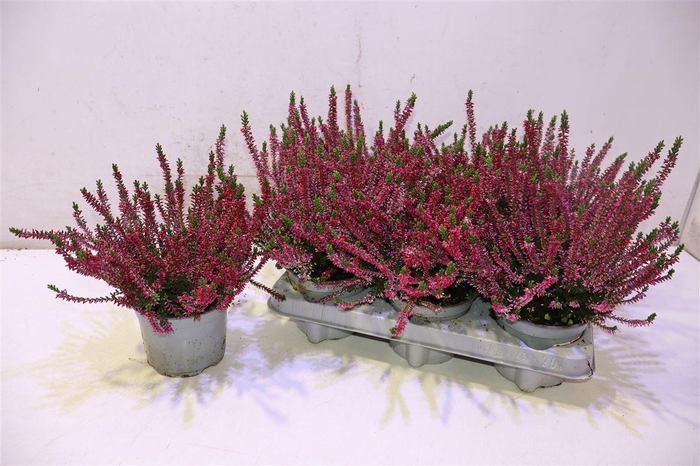 <h4>Callu Bl Sabella</h4>