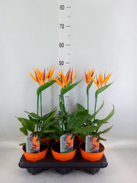 <h4>Arr.  Strelitzia L%</h4>