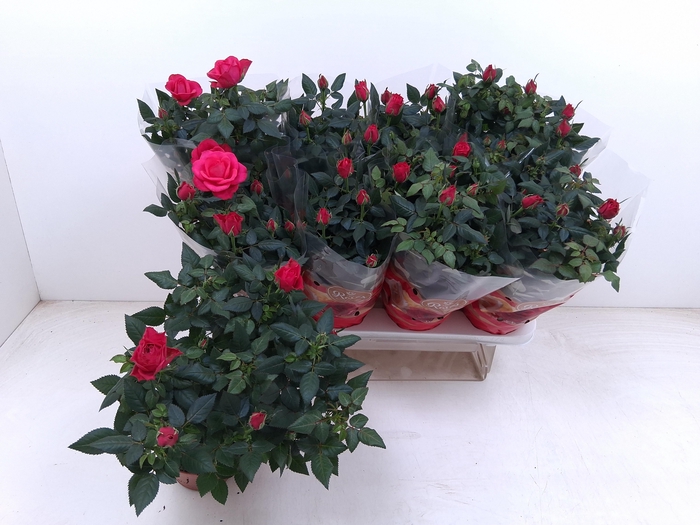 <h4>RO FAV RO PINK</h4>