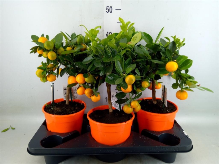 <h4>Citrus   ...</h4>