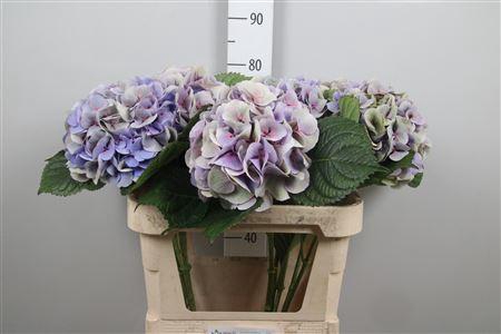 Hydr Cl M Royal Love