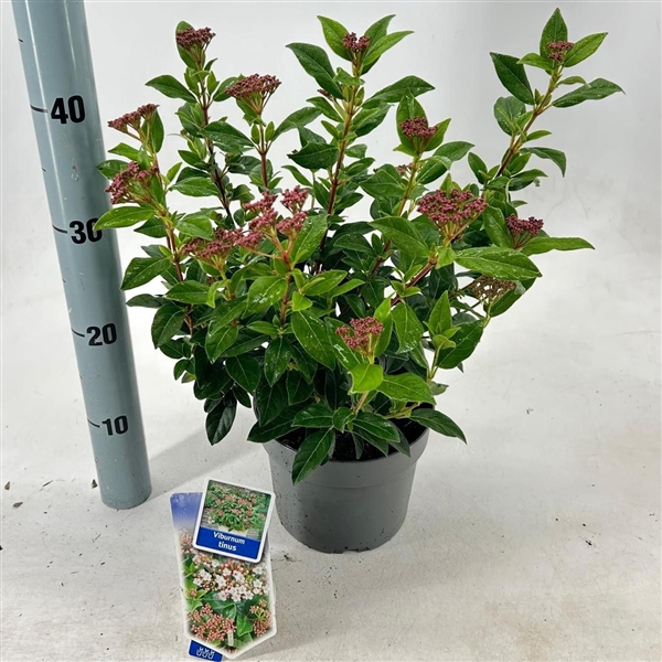 <h4>Viburnum tinus</h4>