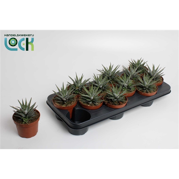 <h4>Haworthia Big Band</h4>