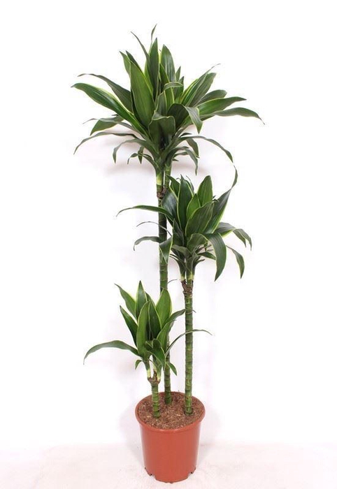 <h4>Dracaena fr de 'Art'</h4>