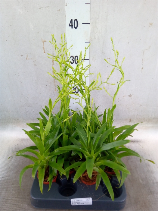 <h4>Catopsis morreniana</h4>