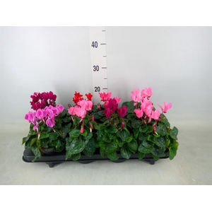 Cyclamen KL 'Carino'