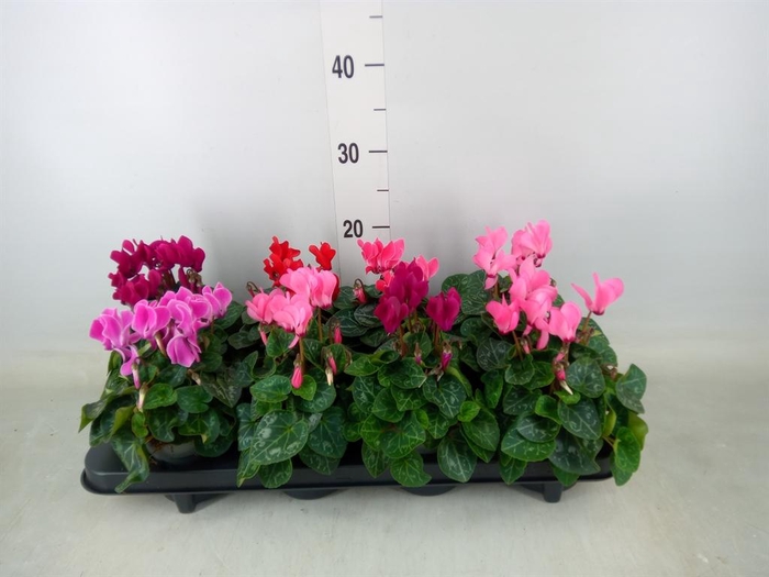 <h4>Cyclamen KL 'Carino'</h4>