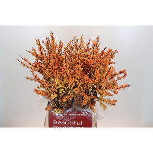 Ilex Verticillata Magical Cresgold