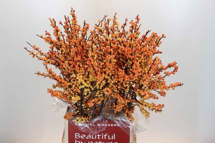 <h4>Ilex Verticillata Magical Cresgold</h4>