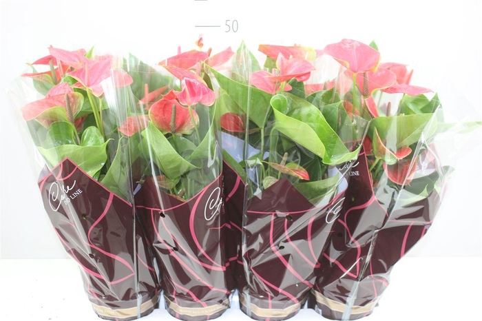 <h4>Anth An Roze</h4>