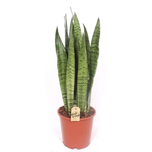 Sansevieria zeylanica