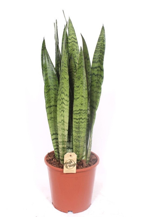 <h4>Sansevieria zeylanica</h4>