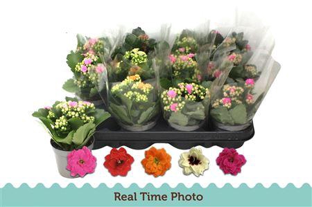 <h4>Kal Ge Gem 5 Kl</h4>