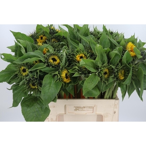 Helianthus Sunrich Orang