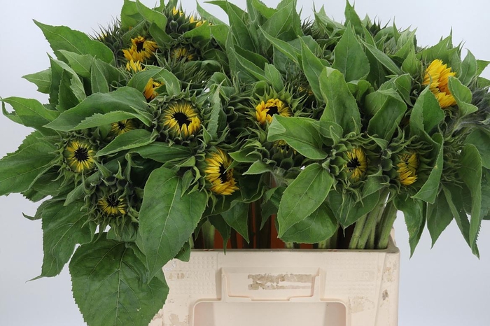 <h4>Helianthus Sunrich Orang</h4>
