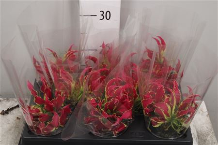 Gloriosa Rothschild Short