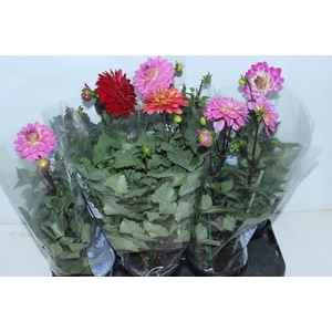 DAHLIA XXL P15