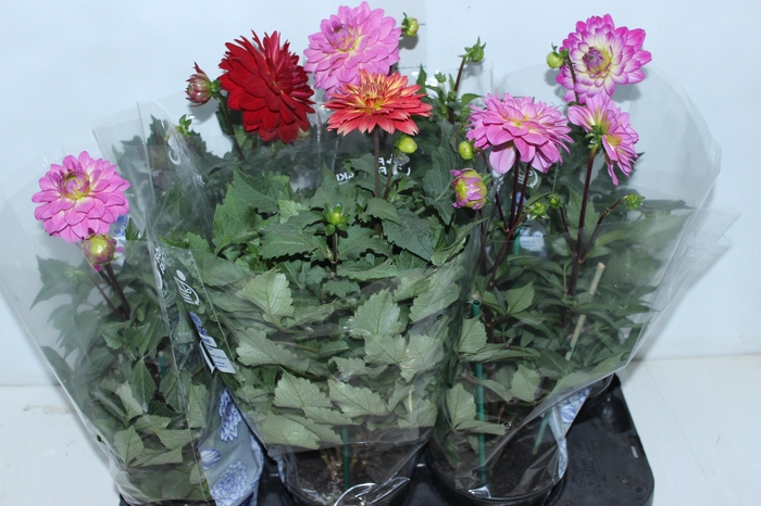 <h4>DAHLIA XXL P15</h4>