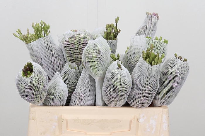 <h4>Allium Schuberti</h4>