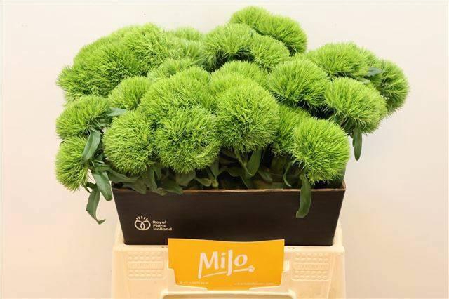 <h4>DI BARB KIWI MELLOW</h4>